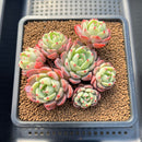 Echeveria 'Nanahukumini' 3" Cluster Succulent Plant Cutting