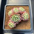 Echeveria 'Nanahukumini' 3" Cluster Succulent Plant Cutting