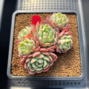 Echeveria 'Nanahukumini' 3" Cluster Succulent Plant Cutting