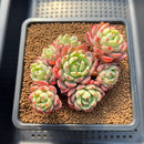 Echeveria 'Nanahukumini' 3" Cluster Succulent Plant Cutting