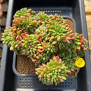 Cremneria 'Chubbs' (Cremnophila linguifolia x Echeveria setosa var. ciliata) 7"-8" Extra Large Succulent Plant