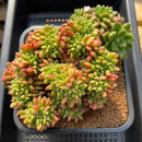 Cremneria 'Chubbs' (Cremnophila linguifolia x Echeveria setosa var. ciliata) 7"-8" Extra Large Succulent Plant