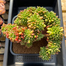 Cremneria 'Chubbs' (Cremnophila linguifolia x Echeveria setosa var. ciliata) 7"-8" Extra Large Succulent Plant