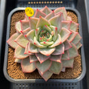 Echeveria 'Nicholas' 5"-6" New Hybrid Succulent Plant Cutting