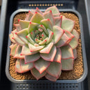 Echeveria 'Nicholas' 5"-6" New Hybrid Succulent Plant Cutting