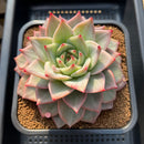 Echeveria 'Nicholas' 5"-6" New Hybrid Succulent Plant Cutting