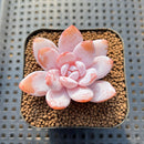 Echeveria Laui 1"-2" Succulent Plant Cutting