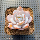 Echeveria Laui 1"-2" Succulent Plant Cutting
