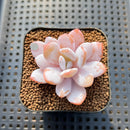 Echeveria Laui 1"-2" Succulent Plant Cutting