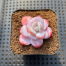 Echeveria Laui 1"-2" Succulent Plant Cutting