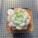 Echeveria 'BK Jelly' 2" Succulent Plant Cutting