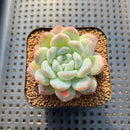 Echeveria 'BK Jelly' 2" Succulent Plant Cutting