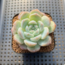 Echeveria 'BK Jelly' 2" Succulent Plant Cutting