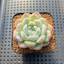 Echeveria 'BK Jelly' 2" Succulent Plant Cutting