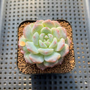 Echeveria 'BK Jelly' 2" Succulent Plant Cutting