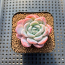 Echeveria 'Blueberry' 2" Succulent Plant Cutting