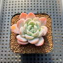 Echeveria 'Blueberry' 2" Succulent Plant Cutting