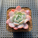 Echeveria 'Blueberry' 2" Succulent Plant Cutting
