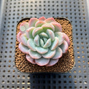 Echeveria 'Blueberry' 2" Succulent Plant Cutting