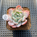 Echeveria 'Blueberry' 2" Succulent Plant Cutting