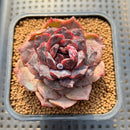 Echeveria 'Black Coco' 2" Succulent Plant Cutting