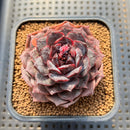 Echeveria 'Black Coco' 2" Succulent Plant Cutting