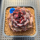 Echeveria 'Black Coco' 2" Succulent Plant Cutting