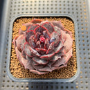 Echeveria 'Black Coco' 2" Succulent Plant Cutting