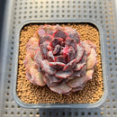 Echeveria 'Black Coco' 2" Succulent Plant Cutting