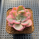 Echeveria 'Pink Harin' Variegated 2" Succulent Plant Cutting