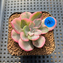 Echeveria 'Pink Harin' Variegated 2" Succulent Plant Cutting