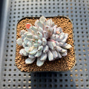 Echeveria Cuspidata var. Zaragozae 2" Succulent Plant Cutting