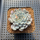 Echeveria Cuspidata var. Zaragozae 2" Succulent Plant Cutting