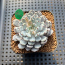 Echeveria Cuspidata var. Zaragozae 2" Succulent Plant Cutting