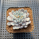 Echeveria Cuspidata var. Zaragozae 2" Succulent Plant Cutting