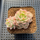 Echeveria 'Victor' Variegated 2"-3" Succulent Plant Cutting