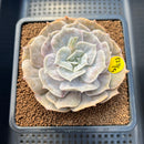 Echeveria 'Pollux' Mutated/Monstrose 3" Succulent Plant Cutting