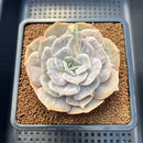Echeveria 'Pollux' Mutated/Monstrose 3" Succulent Plant Cutting