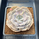 Echeveria 'Pollux' Mutated/Monstrose 3" Succulent Plant Cutting
