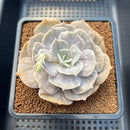 Echeveria 'Pollux' Mutated/Monstrose 3" Succulent Plant Cutting