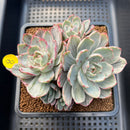 Echeveria 'Hera' Variegated 4" Succulent Plant Cutting