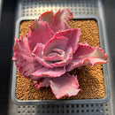 Echeveria 'Purple Lace' Variegated 3" Succulent Plant Cutting