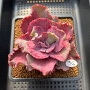 Echeveria 'Purple Lace' Variegated 3" Succulent Plant Cutting