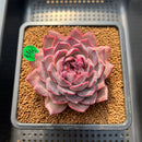 Echeveria 'Dior' 2"-3" Succulent Plant Cutting
