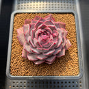 Echeveria 'Dior' 2"-3" Succulent Plant Cutting