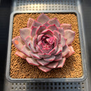 Echeveria 'Dior' 2"-3" Succulent Plant Cutting