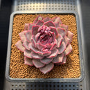 Echeveria 'Dior' 2"-3" Succulent Plant Cutting