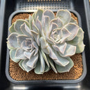 Echeveria 'Vampire' Lightly Mutated 5" Succulent Plant Cutting