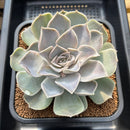 Echeveria 'Vampire' Lightly Mutated 5" Succulent Plant Cutting