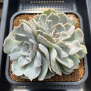 Echeveria 'Vampire' Lightly Mutated 5" Succulent Plant Cutting